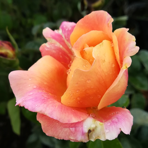 Rosa  Tapestry - żółto - różowy  - róża wielkokwiatowa - Hybrid Tea